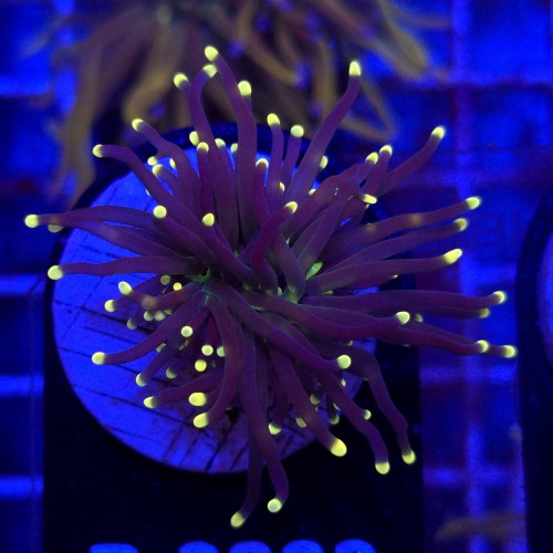 Euphyllia Glabrescens Black Torch WYSIWYG #B0280