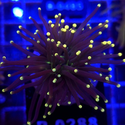 Euphyllia Glabrescens Black Torch WYSIWYG #B0288