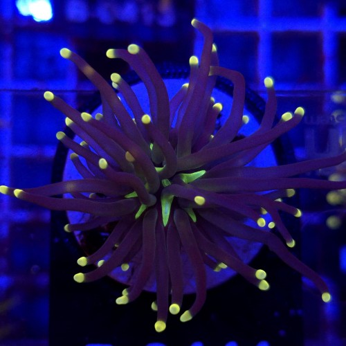 Euphyllia Glabrescens Black Torch WYSIWYG #B0441