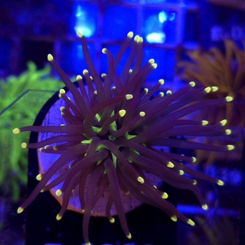 Euphyllia Glabrescens Black Torch WYSIWYG #B0323