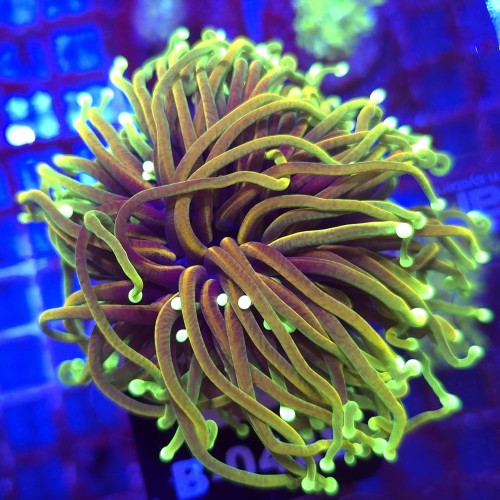 Euphyllia Glabrescens Hellfire WYSIWYG #B0428