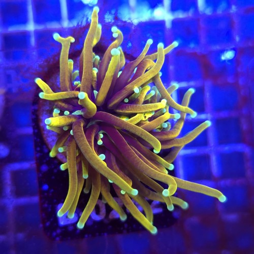 Euphyllia Glabrescens Hellfire WYSIWYG #B0242