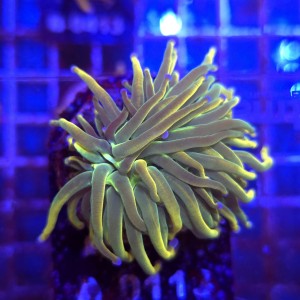 Euphyllia Glabrescens Holy Grail US Style WYSIWYG #A0113