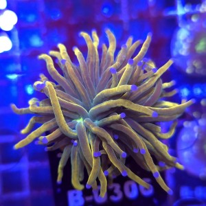 Euphyllia Glabrescens Holy Grail US Style WYSIWYG #B0306
