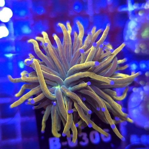 Euphyllia Glabrescens Holy Grail US Style WYSIWYG #B0306