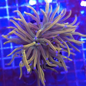Euphyllia Glabrescens Holy Grail US Style WYSIWYG #B0322