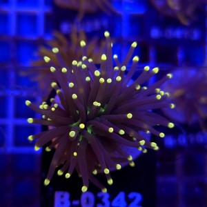 Euphyllia Glabrescens Black Torch WYSIWYG #B0342