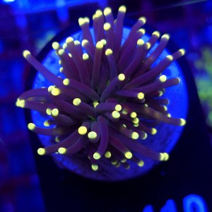 Euphyllia Glabrescens Black Torch WYSIWYG #B0410