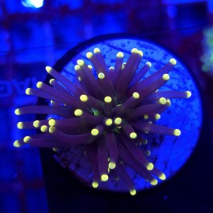 Euphyllia Glabrescens Black Torch WYSIWYG #B0338