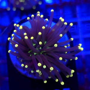 Euphyllia Glabrescens Black Torch WYSIWYG #B0335