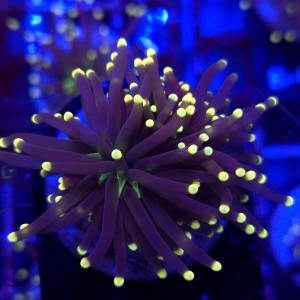 Euphyllia Glabrescens Black Torch WYSIWYG #B0368