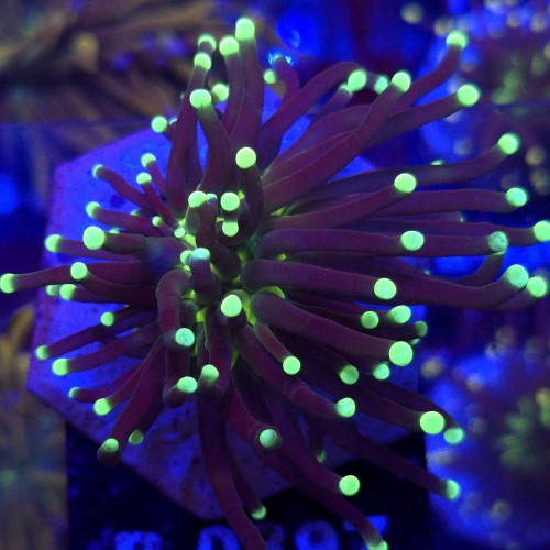 Euphyllia Glabrescens Black Torch WYSIWYG #B0397