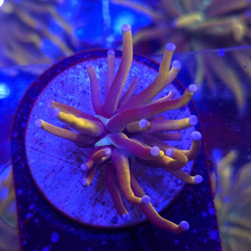 Euphyllia Glabrescens 24K WYSIWYG #B0165