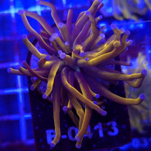 Euphyllia Glabrescens 24K WYSIWYG #B0413