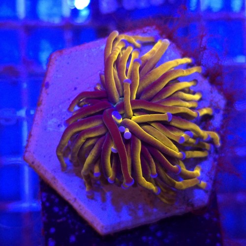 Euphyllia Glabrescens 24K WYSIWYG #B0389
