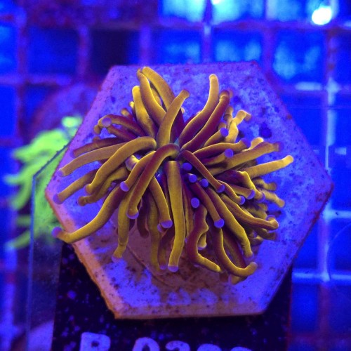 Euphyllia Glabrescens 24K WYSIWYG #B0399