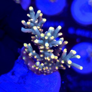 Acropora Flaming Sunrise - frag WYSIWYG #B0465