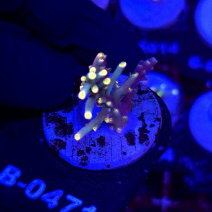 Acropora Flaming Sunrise - frag WYSIWYG #B0471