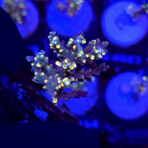 Acropora Flaming Sunrise - frag WYSIWYG #B0318