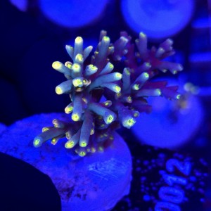 Acropora Flaming Sunrise - frag WYSIWYG #A0012
