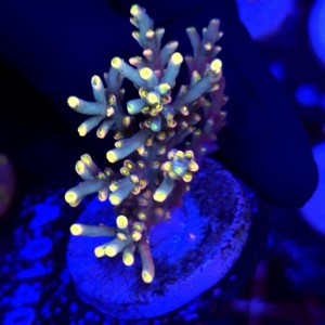 Acropora Flaming Sunrise - frag WYSIWYG #A0140
