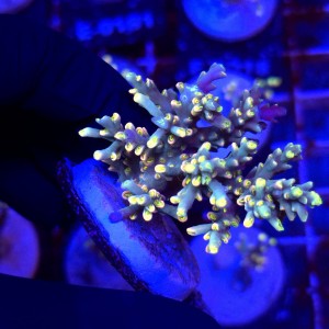 Acropora Flaming Sunrise - frag WYSIWYG #E0030