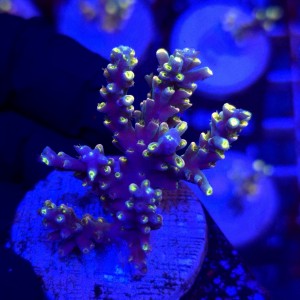 Acropora Flaming Sunrise - frag WYSIWYG #E0124