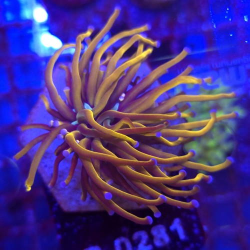 Euphyllia Glabrescens 24K WYSIWYG #B0281