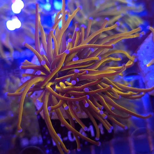 Euphyllia Glabrescens 24K WYSIWYG #B0411