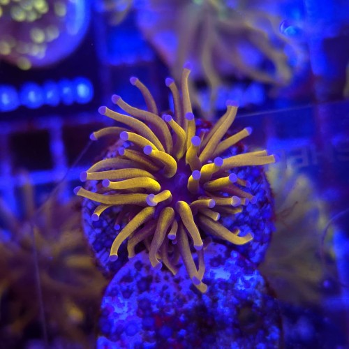 Euphyllia Glabrescens 24K WYSIWYG #11