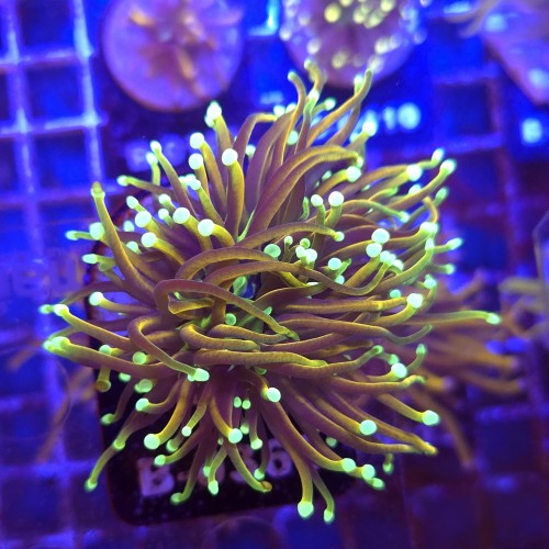 Euphyllia Glabrescens Hellfire WYSIWYG #B0369