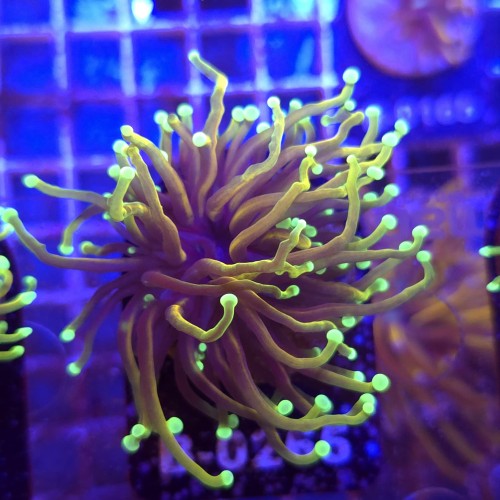 Euphyllia Glabrescens Hellfire WYSIWYG #B0265