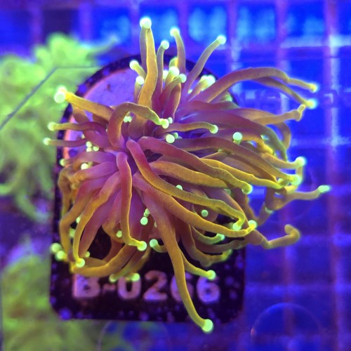 Euphyllia Glabrescens Hellfire WYSIWYG #B0266