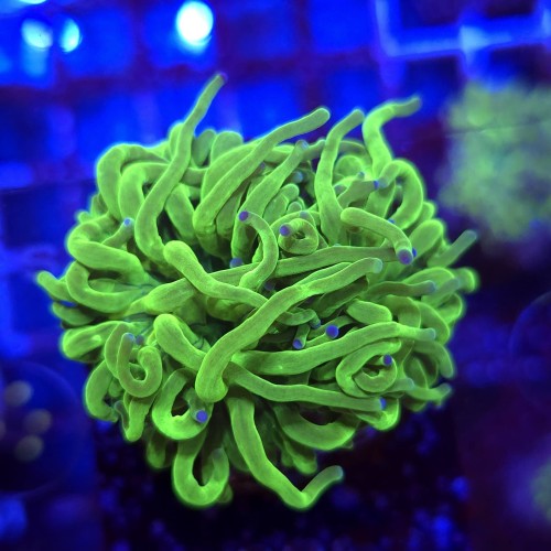 Euphyllia Glabrescens Green Blue Tips WYSIWYG #E0202