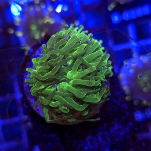 Euphyllia Glabrescens Green Blue Tips WYSIWYG #E0005