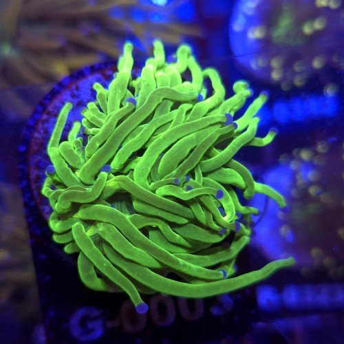 Euphyllia Glabrescens Green Blue Tips WYSIWYG #E0003