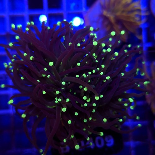 Euphyllia Glabrescens Black Torch Mint Tips (2 głowy) WYSIWYG #B0409