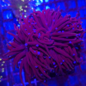 Euphyllia Glabrescens Dark Gold (4 głowy) WYSIWYG #B0408