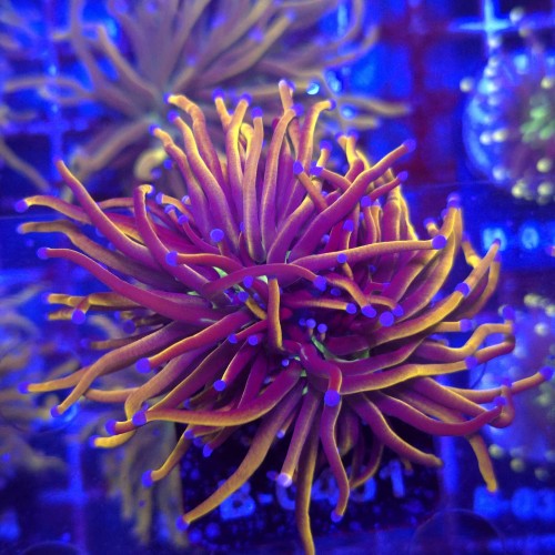 Euphyllia Glabrescens 24K (2 głowy) WYSIWYG #B0401