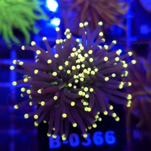 Euphyllia Glabrescens Black Torch (2 głowy) WYSIWYG #B0366
