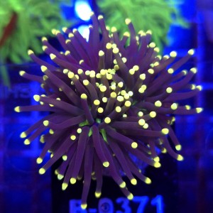Euphyllia Glabrescens Black Torch (2 głowy) WYSIWYG #B0371