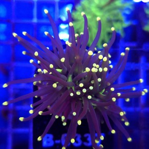 Euphyllia Glabrescens Black Torch (2 głowy) WYSIWYG #B0337