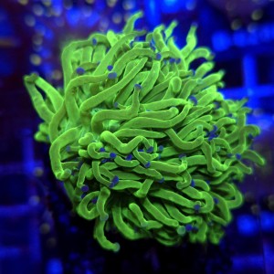 Euphyllia Glabrescens Green Blue tips (3 głowy) WYSIWYG #E0123