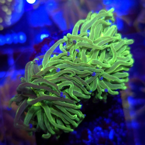 Euphyllia Glabrescens Glitter (2 głowy) WYSIWYG #A0067