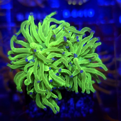 Euphyllia Glabrescens Green Blue tips (2 głowy) WYSIWYG #E0114