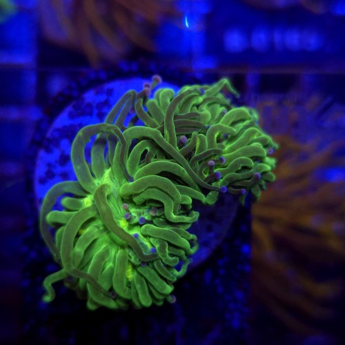 Euphyllia Glabrescens Green Blue tips (2 głowy) WYSIWYG #G0012