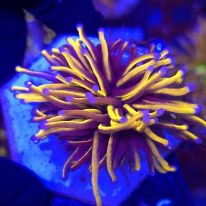 Euphyllia Glabrescens 24K Ultra Gold WYSIWYG #B0446