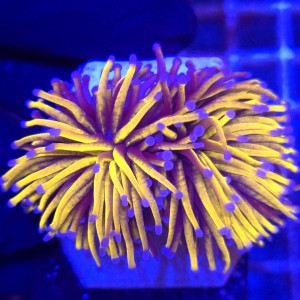 Euphyllia Glabrescens 24K Ultra Gold (2 głowy) WYSIWYG #A0097