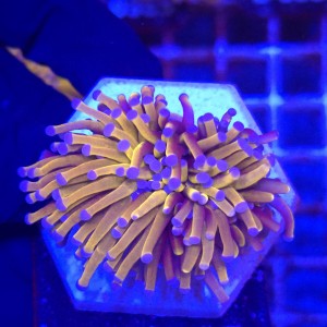 Euphyllia Glabrescens 24K Ultra Gold (2 głowy) WYSIWYG #G0052