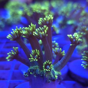Goniopora Kryptonite – frag